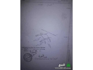 أرض