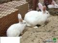 aranb-lhm-hy-llbyaa-small-1
