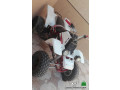 dbab-yamaha-2005-nthyf-small-0