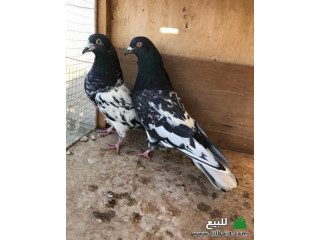 زوج حمام باكستاني للبيع