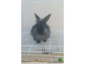 aranb-angora-mhgn-small-0
