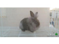 aranb-angora-mhgn-small-1