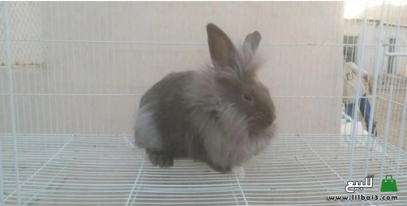 aranb-angora-mhgn-big-1