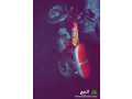 dbab-honda-70-nthyf-small-2