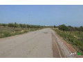 llbyaa-mzraa-sghyr-bha-ashgar-alzyton-oalloz-small-0
