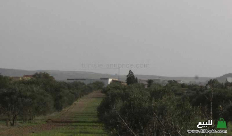 llbyaa-mzraa-sghyr-bha-ashgar-alzyton-oalloz-big-1
