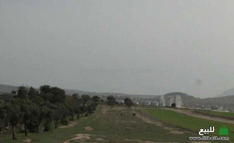 llbyaa-mzraa-sghyr-bha-ashgar-alzyton-oalloz-big-2